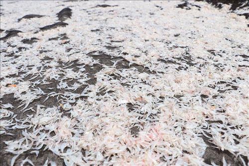 Con ruốc sau khi sơ chế được bán cho thương lái để sản xuất chế biến mắm ruốc hay sấy khô.