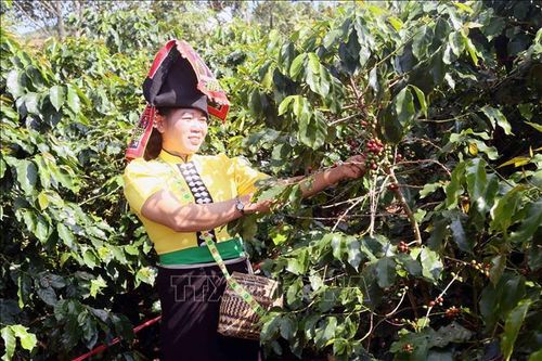 Hái quả cà phê Arabica tại Sơn La. Ảnh: Quang Quyết/TTXVN