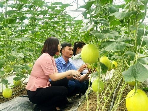 Diện tích trồng dưa kim hoàng hậu của gia đình anh Nguyễn Văn Nam ở xã Nga Sơn.