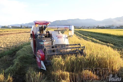 Mô hình “Canh tác lúa thông minh giảm phát thải nhà kính gắn với thúc đẩy tăng trưởng xanh” phát thải carbon giảm từ 2 - 3,5 tấn/ha.