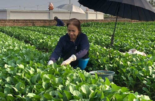 Chăm sóc rau an toàn tại Hợp tác xã Sản xuất và kinh doanh dịch vụ nông nghiệp Văn Đức (xã Bát Tràng).