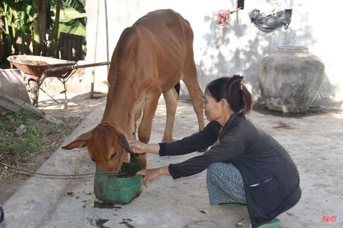 Bà Hiên chăm sóc con bê mới được hỗ trợ.