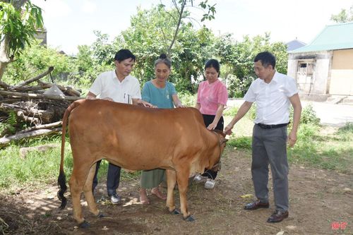 Bà Nguyễn Thị Giảng (thứ 2 từ trái qua) phấn khởi vì bò phát triển tốt.