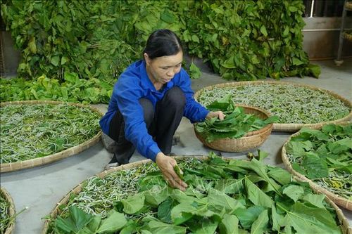 HTX chủ động mọi khâu sản xuất từ trồng dâu, nuôi tằm, ươm tơ, dệt vải đến trưng bày và phục vụ xuất khẩu, mở ra hướng đi bền vững cho người dân trong vùng.