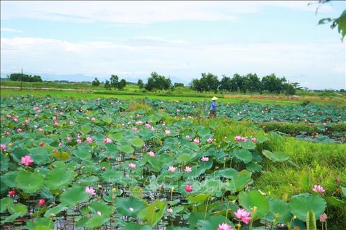 Cánh đồng sen tại xã Triệu Cơ (Quảng Trị) vào vụ thu hoạch.