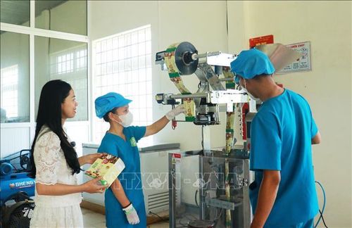 Hoạt động sản xuất tại Hợp tác xã Nông sản sen Triệu Sơn, xã Triệu Cơ (Quảng Trị).