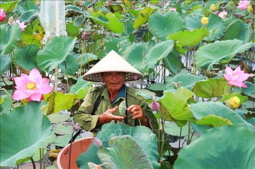 Nông dân xã Triệu Cơ (Quảng Trị) thu hoạch đài sen.
