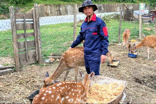 Ông Alăng Lực bên đàn hươu sao của gia đình. Ảnh: ĐĂNG NGUYÊN