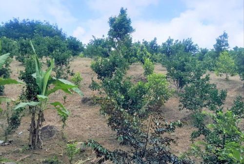 Xã Đắc Pring đang khuyến khích mở rộng mô hình phát triển cây ăn quả kết hợp chăn nuôi liên kết theo nhóm hộ. Ảnh: ĐĂNG NGUYÊN