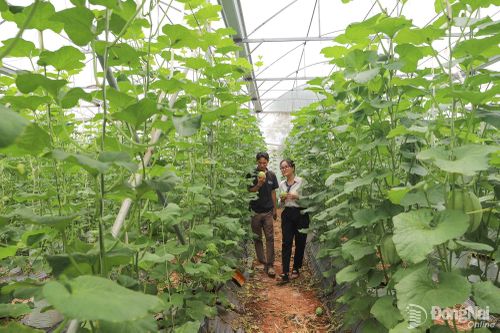 Anh Đặng Phi Hoàng, chủ Nông trại Của Bố (ở khu phố Bàu Sầm, phường Long Khánh) giới thiệu vườn dưa lưới trồng theo hướng hữu cơ thu hút du khách về tận vườn trả giá cao để thưởng thức.
