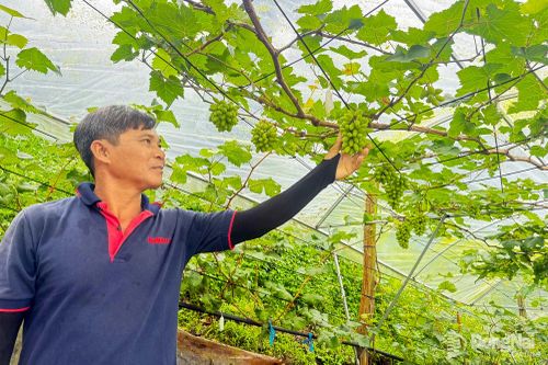Nông trại Khoa học Cham Hill (phường Hàng Gòn) trồng nhiều giống nho ngoại, là đặc sản bán với giá cao.