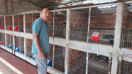 Trang trại nuôi hơn 300 con chồn hương của anh Nguyễn Trung Nguyên (tổ 2, phường Pleiku) chấp hành tốt các quy định của Nhà nước về gây nuôi động vật hoang dã. Ảnh: N.D