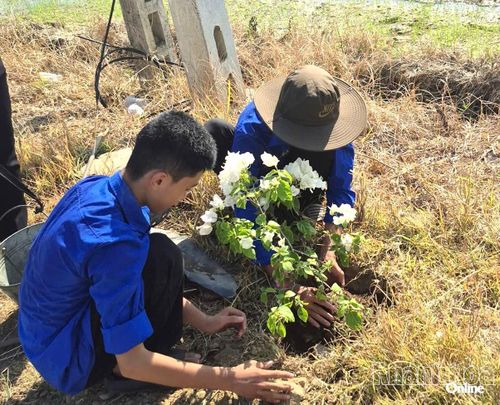 Các đoàn viên, thanh niên trồng cây trên tuyến đường.