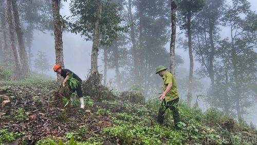 Xã Bản Xèo tổ chức nhổ bỏ diện tích sa nhân mới trồng dưới tán rừng tự nhiên.