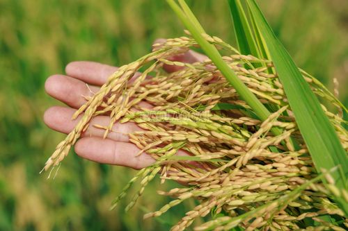 Những bông lúa trĩu hạt là kết quả của quá trình sản xuất đúng khung thời vụ, chủ động chăm sóc và phòng trừ sâu bệnh ngay từ đầu vụ của người nông dân.