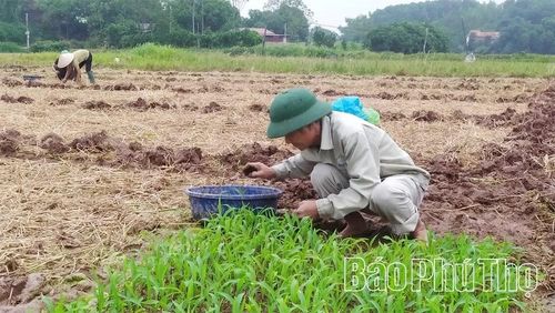 Nông dân xã Đông Thành làm ngô bầu gieo trồng vụ Hè Thu