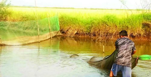 Tiến hành vây bắt cá ở các hồ xung quang ruộng lúa để kiểm tra sự phát triển của cá.