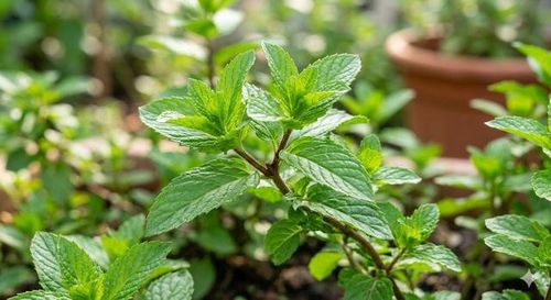 Bạc hà có thể làm nặng hơn triệu chứng trào ngược dạ dày.