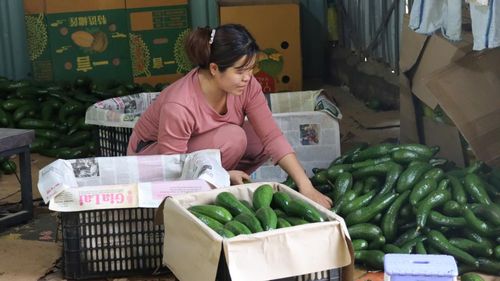  Bơ được phân loại trước khi vận chuyển đi tiêu thụ. Ảnh: HỮU PHÚC 