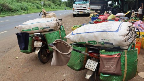  Các xe thu mua bơ từ vườn đưa về bán cho đại lý. Ảnh: HỮU PHÚC 