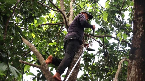  Những cây bơ nhiều năm tuổi thường có tán rộng, cây cao nên người thu mua vất vả trèo cây để hái. Ảnh: HỮU PHÚC 