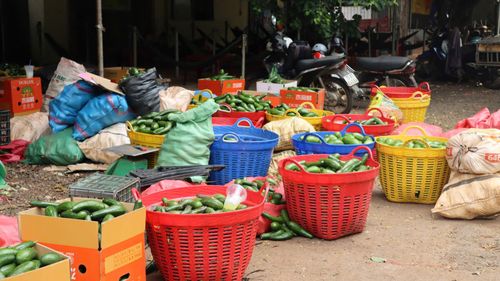  Phân loại bơ. Ảnh: HỮU PHÚC 