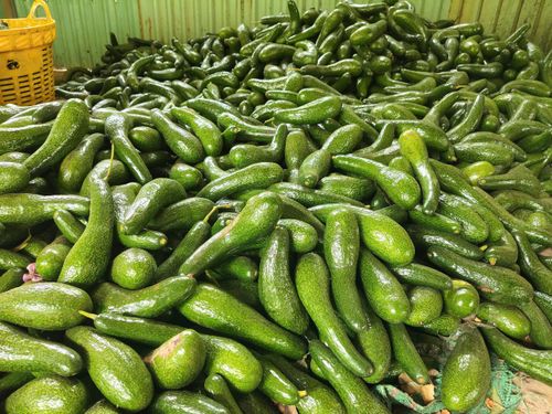  Bơ là cây ăn quả được trồng nhiều ở Gia Lai. Ảnh: HỮU PHÚC 