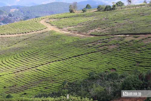 Đồi chè Cầu Đất (phường Xuân Trường – Đà Lạt) là một trong những vùng nguyên liệu chè lâu đời nhất của tỉnh Lâm Đồng. Với diện tích trên 230ha, nằm ở độ cao khoảng 1.650m so với mực nước biển, khí hậu mát mẻ quanh năm, nơi đây trở thành điểm đến hấp dẫn đối với du khách yêu thiên nhiên và trải nghiệm văn hóa trà đặc sắc.