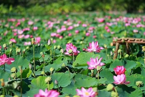 Ở Đồng Tháp có nhiều cánh đồng sen rộng lớn.