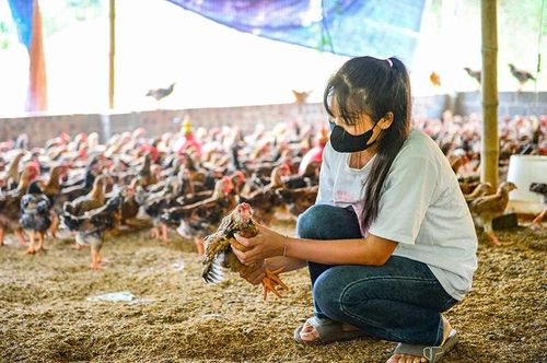 Gia đình chị Lương Thị Bình, ở thôn Thành Đon phát triển kinh tế từ nuôi gà quy mô lớn.