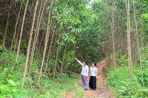 Tân Thành phát triển rừng trồng sản xuất, với cây chủ lực là keo.
