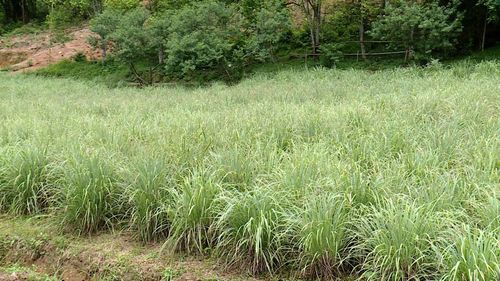 Diện tích cây sả gia đình chị Hoàng Thị Hương đang đến mùa thu hoạch.