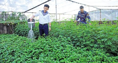 Bộ đội đảo Sơn Ca chăm sóc rau xanh.