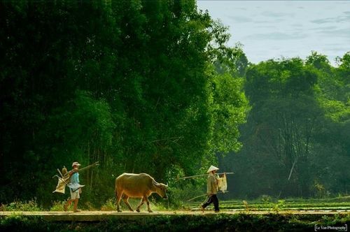 Quê nhà. Ảnh: Lê Vấn