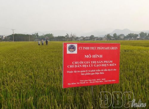 Mô hình chuỗi giá trị sản phẩm chỉ dẫn địa lý gạo Điện Biên của Công ty TNHH Thực phẩm Sefe Green. Ảnh tư liệu