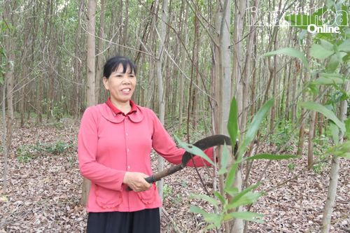 Bà Lê Thị Châu chăm sóc vườn keo của gia đình.