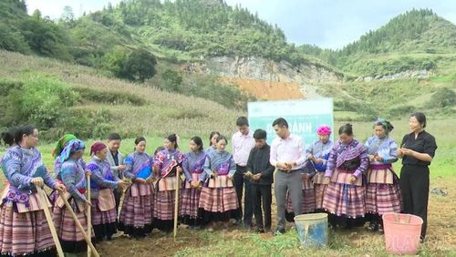 Từ năm 2015, Công ty Nam Dược liên kết với người dân Lùng Phình phát triển vùng trồng cát cánh, hỗ trợ giống, kỹ thuật và bao tiêu sản phẩm.