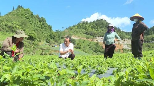 Người dân được khuyến nông địa phương hướng dẫn canh tác an toàn sinh học, hạn chế hóa chất, bảo đảm dược liệu sạch.