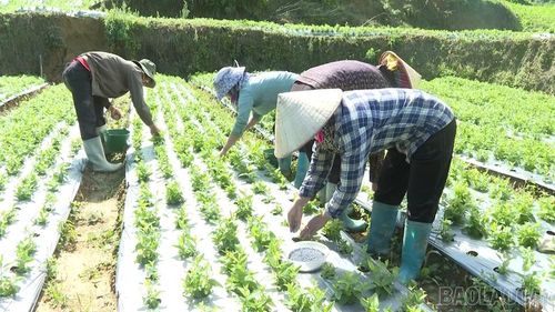 Nông dân bón phân, chăm sóc cây cát cánh theo quy trình kỹ thuật.