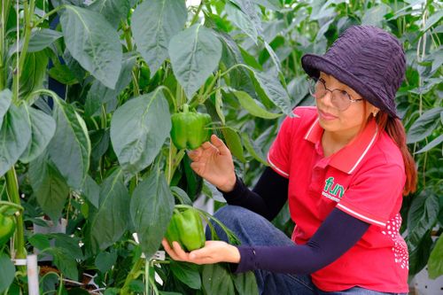 Chị Nông Thị Hồng Vân kiểm tra sự phát triển của cây ớt chuông trong nhà kính