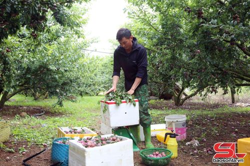 Thành viên HTX Khánh Dương, xã Lóng Phiêng thu hoạch mận hậu. Ảnh: Phan Thảo