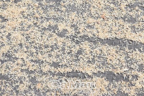 Ruốc tươi đạt kích thước chuẩn từ 4-10 mm được thu mua với giá ổn định từ 10.000-15.000 đồng/kg.