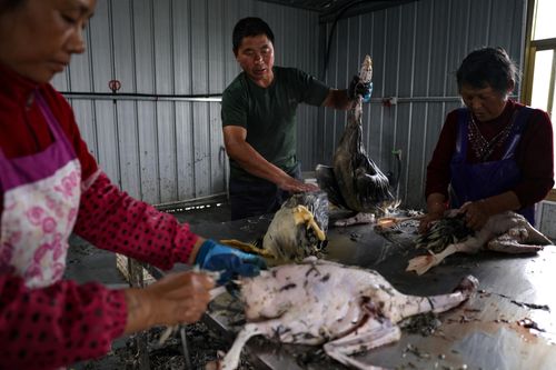  Công nhân Trung Quốc vặt lông ngỗng và xử lý trước khi đem vào khai thác tại nhà máy của ông Li. Ảnh: Reuters.