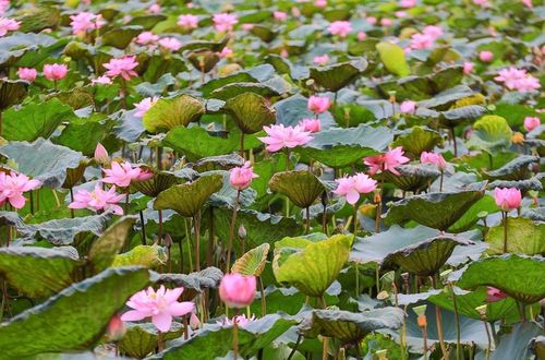 Sen Bách Diệp Hồ Tây từ lâu đã là một giống sen quý bởi bông lớn, khi nở to như hai bàn tay, có trăm cánh, xếp lớp bao bọc lấy nhụy, đài và gạo sen, giữ cho sen một mùi thơm thuần khiết, ngát đượm. Mùa sen ở Hồ Tây bắt đầu từ tháng 5, tháng 6 hàng năm là mùa duy nhất để các nghệ nhân Quảng An, hái sen về ướp trà. Ảnh: Khánh Hòa – TTXVN