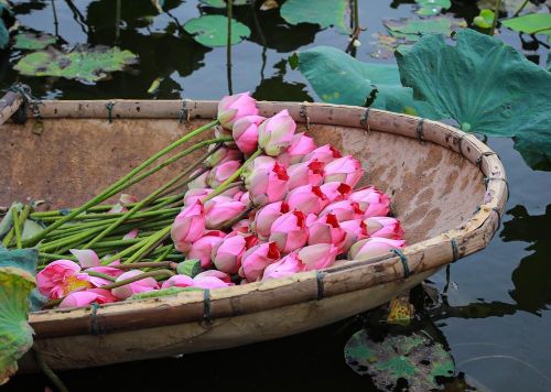 Sen vừa được hái lên khỏi hồ, sẽ được đem về thực hiện ngay các công đoạn ướp để hương của sen được đảm bảo tốt nhất. Ảnh: Khánh Hòa – TTXVN