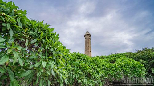 Điểm tô cho nét phong trần ấy là những hàng hoa đại rợp bóng mát, tỏa hương dịu nhẹ, mang lại một không gian thanh bình và đậm chất thư giãn cho lữ khách dừng chân.