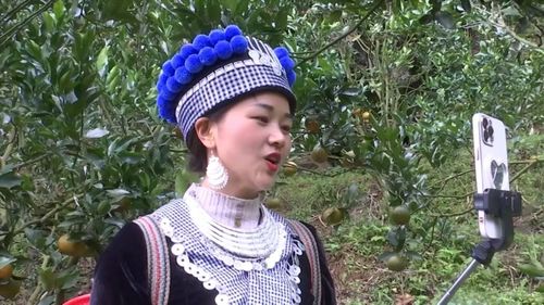 Nông dân Mường Khương livestream bán quýt. (Ảnh: Báo Nhân Dân)