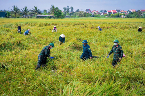LLVT xã Quỳnh Phú, tỉnh Nghệ An giúp nhân dân thu hoạch lúa, tháng 5-2026. Ảnh: PHÙNG NGỌC THĂNG