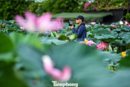 Nhiều nhiếp ảnh gia cho biết mùa sen là một trong những thời điểm bận rộn nhất trong năm. Để tránh nắng nóng và có ánh sáng đẹp, phần lớn khách hàng lựa chọn chụp vào khung giờ từ 5h đến 8h sáng.