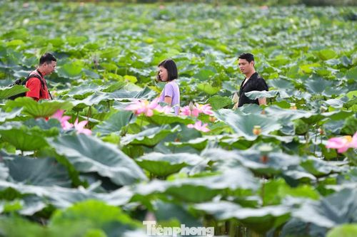 Theo khảo sát, giá vé vào các đầm sen quanh Hồ Tây dao động từ 50.000 đến 70.000 đồng một người. Chi phí thuê áo dài, áo yếm hoặc trang phục truyền thống từ vài trăm nghìn đồng. Trong khi đó, các gói chụp ảnh chuyên nghiệp phổ biến ở mức từ 1 đến 3 triệu đồng, tùy số lượng ảnh và yêu cầu chỉnh sửa.